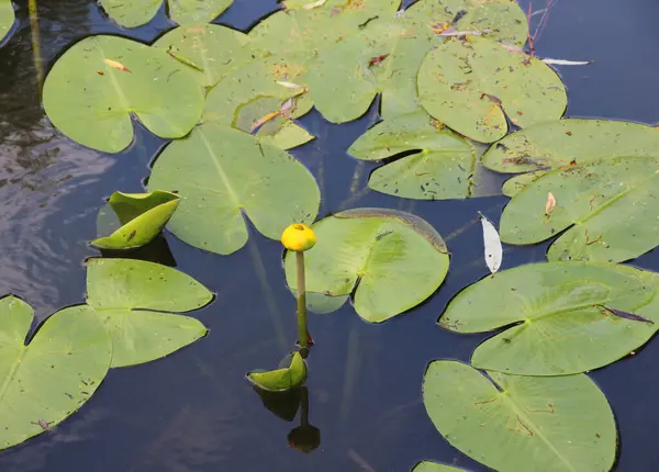 stock image The aquatic plant Nuphar lutea grows in a pond with a slow current