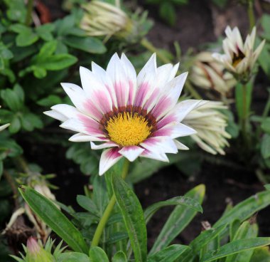 Bahçedeki çiçek bahçesinde Gazania çiçek açıyor.