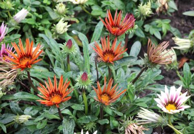Bahçedeki çiçek bahçesinde Gazania çiçek açıyor.