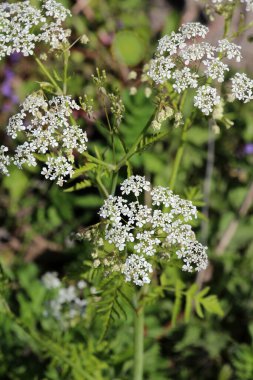 Anthriscus Sylvestris baharda vahşi doğada yetişir.