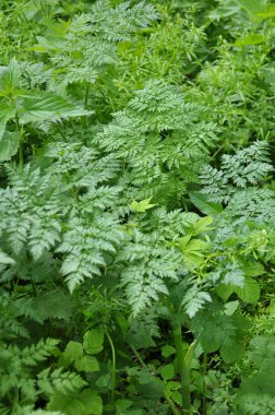 Anthriscus Sylvestris baharda vahşi doğada yetişir.