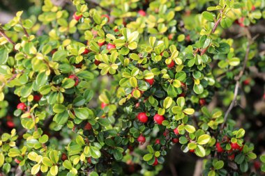 Bahçede kronometre yatay bir çalı yetişiyor. 