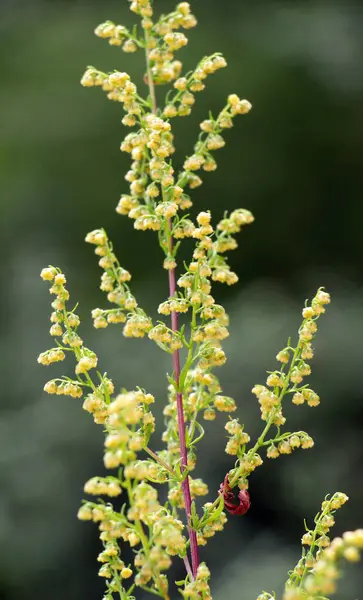 stock image Annual wormwood (Artemisia annua) grows in the wild