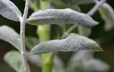 Gül, Podosphaera pannosa mantarının sebep olduğu pudra küfünden hasta.