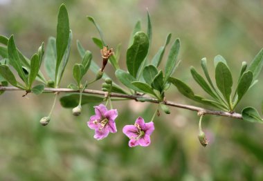 Vahşi doğada bir dal dalı açar Lycium barbarlığı