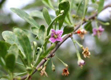 Vahşi doğada bir dal dalı açar Lycium barbarlığı