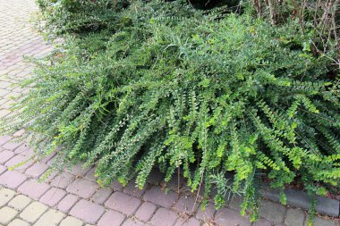 Dekoratif hanımeli çalılığı (Lonicera pileata) peyzaj tasarımında kullanılır.
