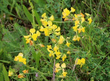 Lotus corniculatus çayırlarda, yabani otların arasında yetişir.