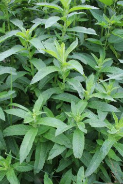 Yazın, uzun yapraklı nane (Mentha longifolia) Wii 'de yetişir.