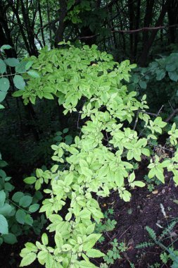 Hornbeam ağaç dalı ve ormanda büyüyen genç yapraklar.