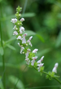 Stachys recta otların arasında yetişir.
