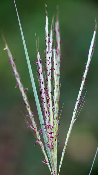 stock image A good fodder plant, Bothriochloa ischaemum grows in nature