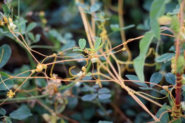 The parasitic plant cuscuta grows in the field among crops clipart