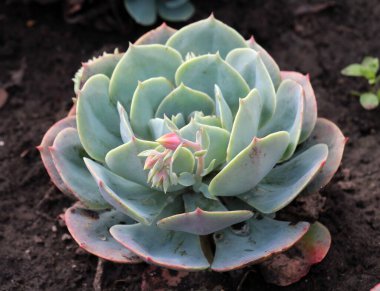 Sempervivum peyzajda oldukça sık kullanılır.