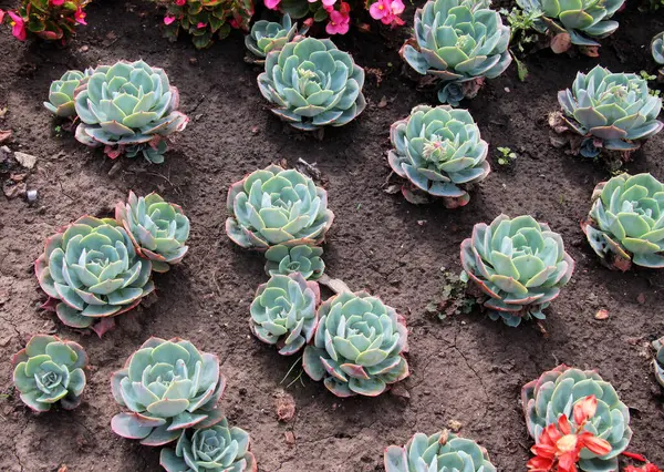 stock image Sempervivum is quite often used in landscaping