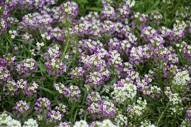 Lobularia flowers are often used in landscape design clipart