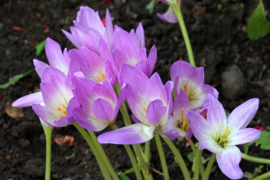 Sonbaharda, geç çiçek açan Colchicum bitkisi sonbaharda doğal olarak çiçek açar.