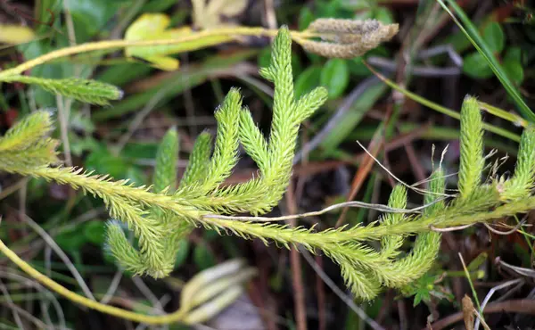 stock image The shade-tolerant plant Lycopodium clavatum grows in the wild