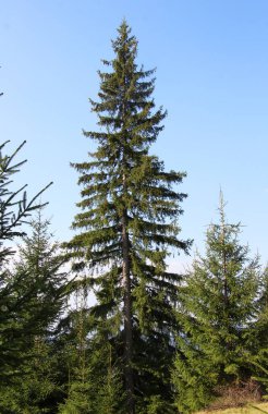 Avrupa ladini (Picea abies) Ukrayna 'daki Karpat Dağları' nın ormanlarında yetişir.