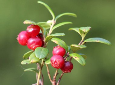 Yabanmersini (Aşı vitis-idaea) doğadaki çalıların üzerinde olgunlaşır.