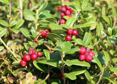 Yabanmersini (Aşı vitis-idaea) doğadaki çalıların üzerinde olgunlaşır.