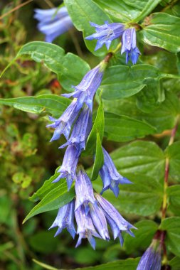 Uzun ömürlü bitki Gentiana asclepiadea vahşi doğada yetişir.