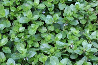 Plantain ailesinden Veronica Beccabunga vahşi doğada yetişiyor.