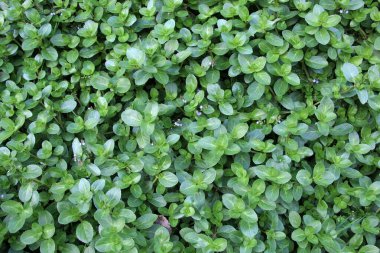 Plantain ailesinden Veronica Beccabunga vahşi doğada yetişiyor.