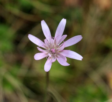 The perennial plant Scorzonera rosea grows on alpine and subalpine meadows clipart