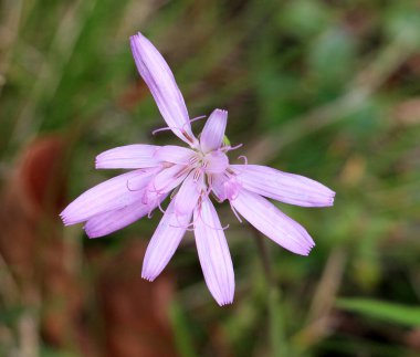 The perennial plant Scorzonera rosea grows on alpine and subalpine meadows clipart