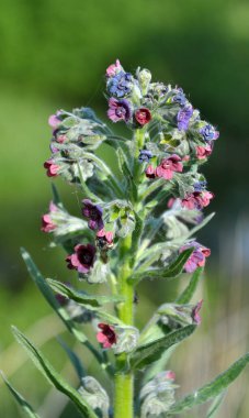 Vahşi doğada, Cynoglossum otlar arasında çiçek açar.