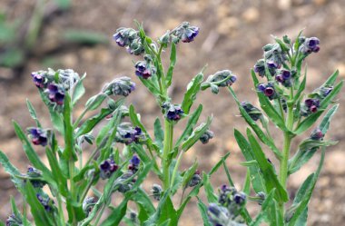 In the wild, Cynoglossum officinale blooms among grasses clipart