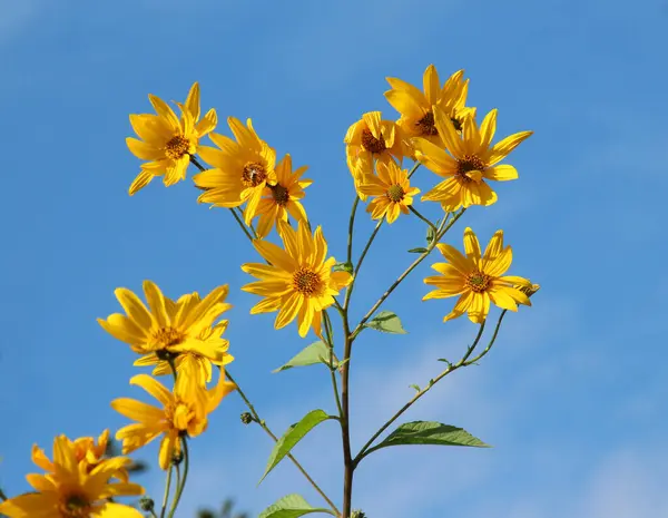 stock image Jerusalem artichoke (Helianthus tuberosus) blooming in open ground in the garden