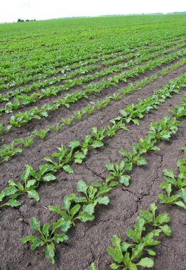 Baharda, çiftçinin tarlasında şeker pancarı büyür.