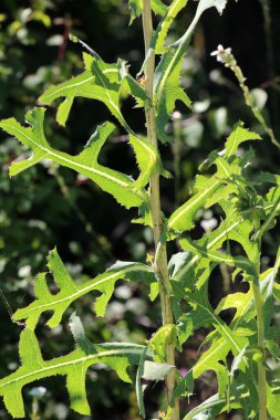 Yazın doğada yetişir Lactuca serriola