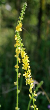 Vahşi otların arasında yaz mevsimi, tarımsal ekvatorya çiçekleri açıyor.