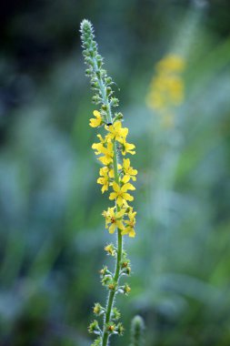 Vahşi otların arasında yaz mevsimi, tarımsal ekvatorya çiçekleri açıyor.