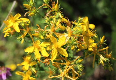 Vahşi doğada ormanda hiperikum performansı açar. 