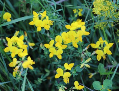 Lotus corniculatus çayırlarda, yabani otların arasında yetişir.