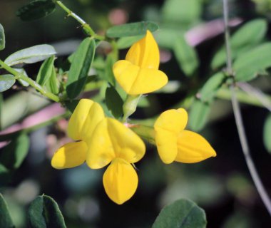 Lotus corniculatus çayırlarda, yabani otların arasında yetişir.