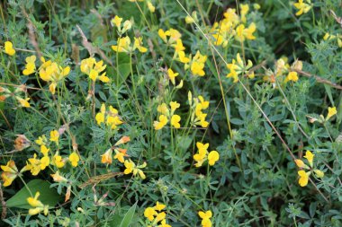 Lotus corniculatus çayırlarda, yabani otların arasında yetişir.