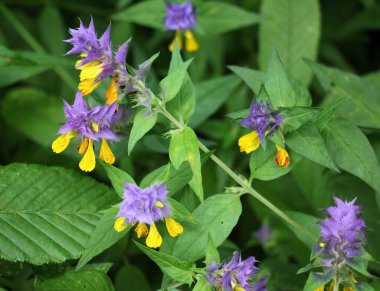 Ormanda ilkbahar çiçek açar melampyrum nemorosum 