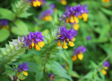 Ormanda ilkbahar çiçek açar melampyrum nemorosum 