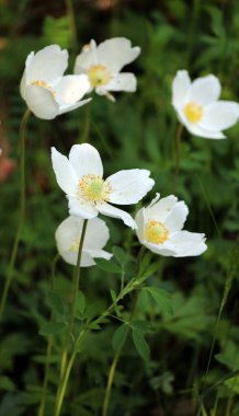 In spring in the wild, in the forest blooms Anemone sylvestris clipart