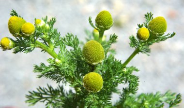 Kokulu papatya çayı (Matrikaria diskoidea) vahşi doğada yetişir. 