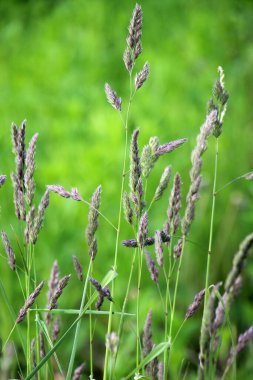 Valuable forage grass Dactylis glomerata grows in nature clipart