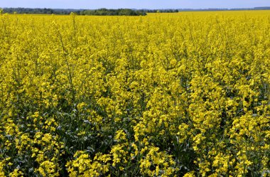 Çiftliğin bahar tarlasında kış tecavüzü çiçek açıyor.