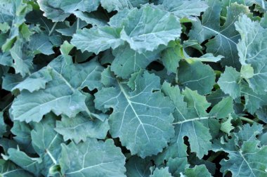 Sonbahar tarlasında kış tecavüzü büyüyor..