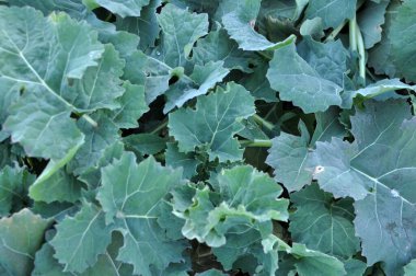 Sonbahar tarlasında kış tecavüzü büyüyor..