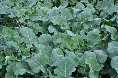 Sonbahar tarlasında kış tecavüzü büyüyor..